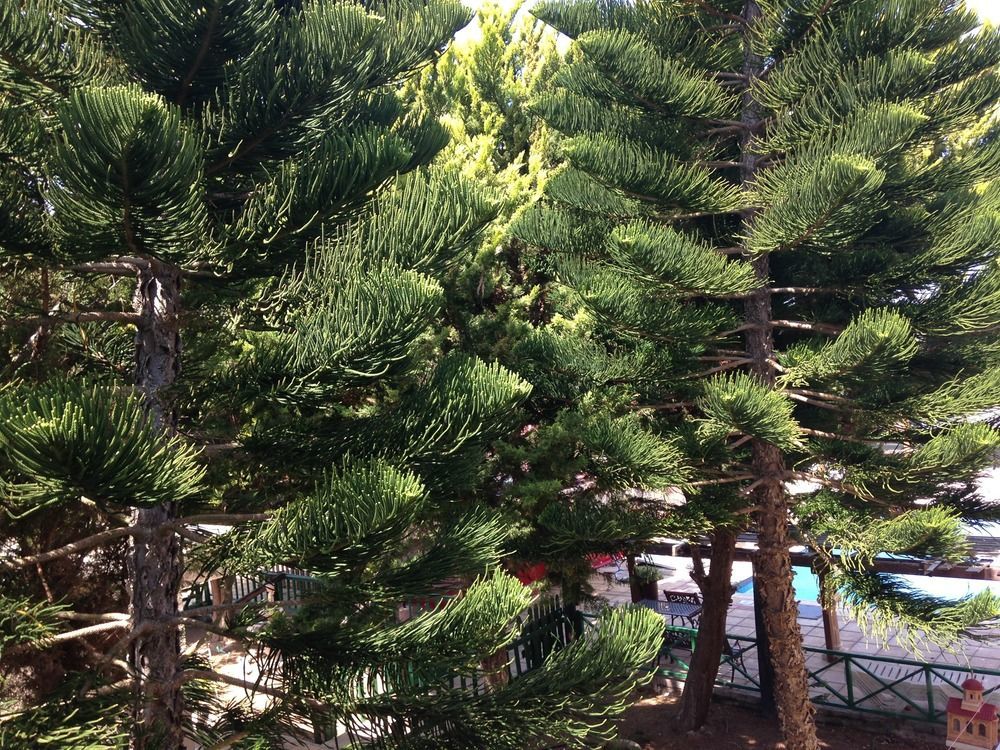 Anastasia Holiday Apartments Klorakas Buitenkant foto